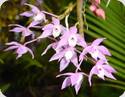 Dendrobium hercoglossum